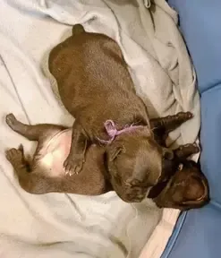 Cuccioli Staffy neonati