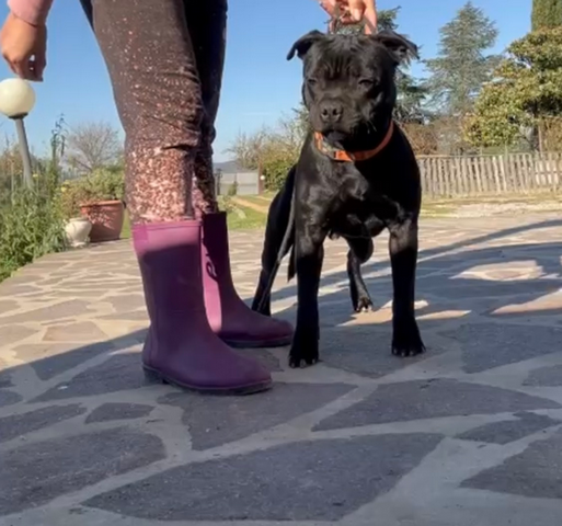 Cucciolo Staffy nero adulto